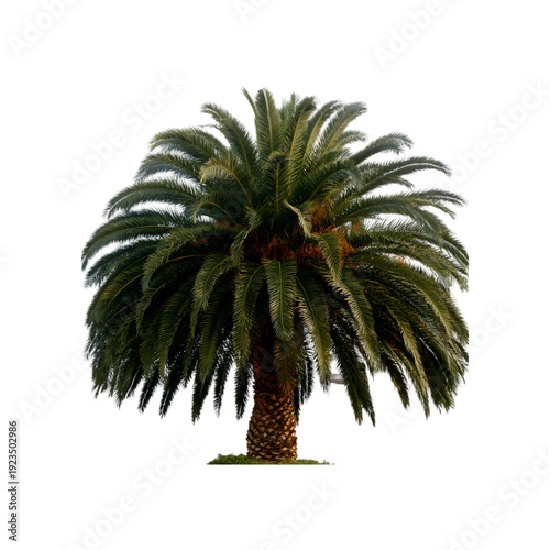 Mature Date Palm Tree with Dense Fronds on White Background