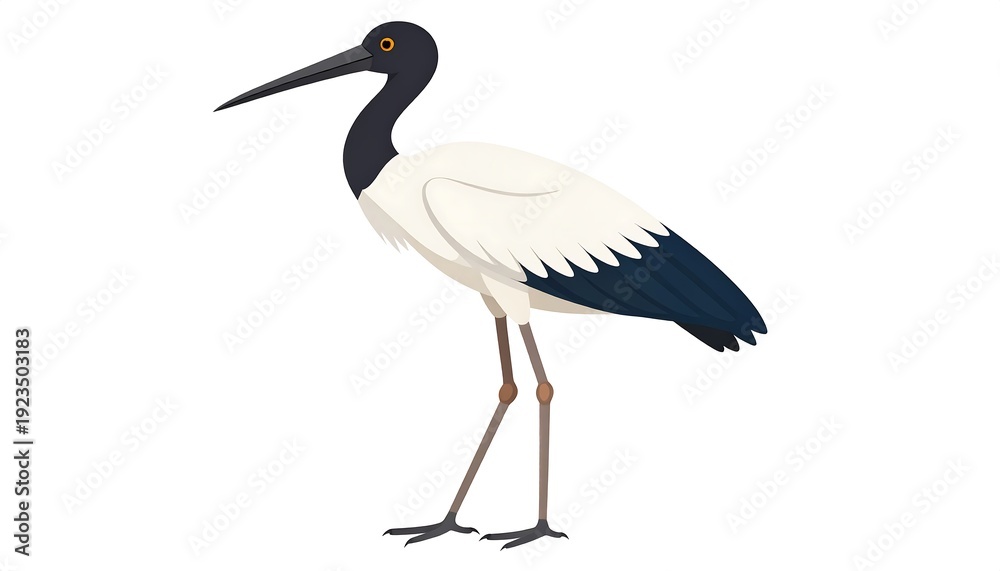 Fototapeta premium A large white bird with black neck and beak standing still