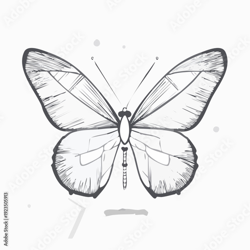 Sketch of a beautiful butterfly with detailed wings and antennae, monochrome illustration