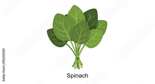 Freshly harvested bunch of vibrant green spinach tied securely together ready for cooking now