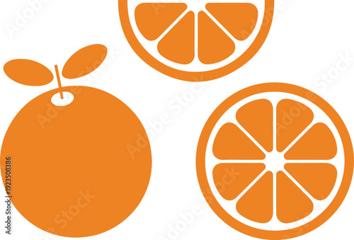 Orange anatomy cross section and segment diagram