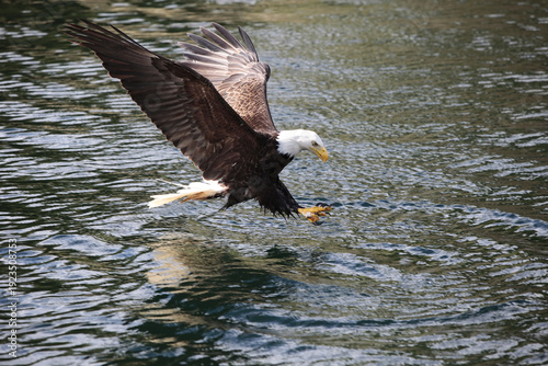 Bald eagle flying low over water