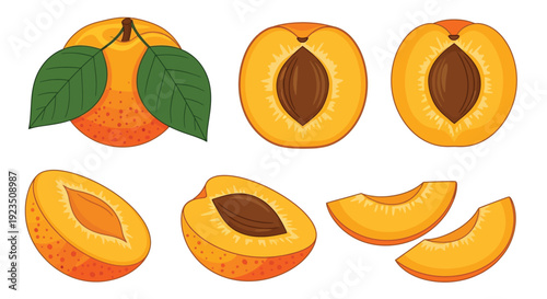 Cartoon apricots presented as a whole fruit, halved with pits, and fresh slices.