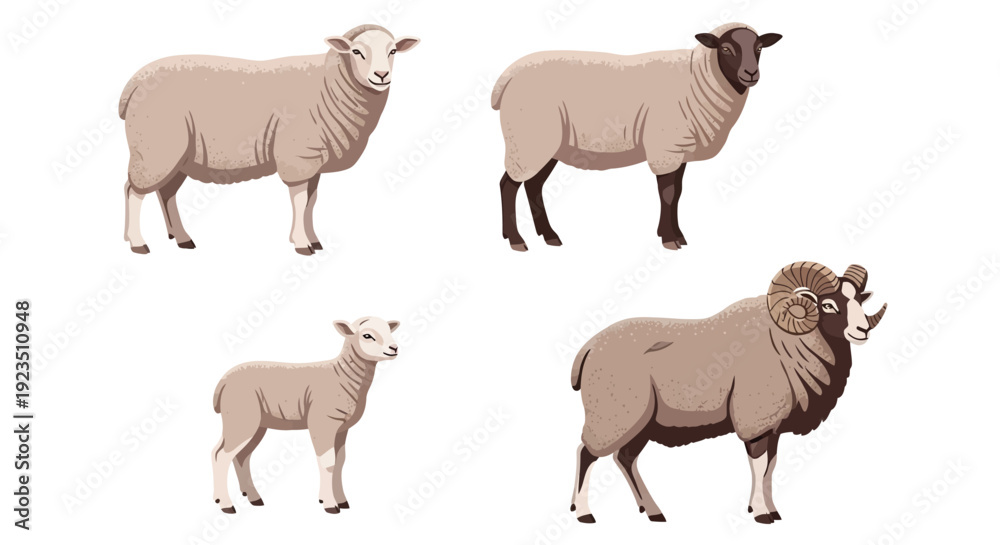 Obraz premium Collection of various sheep breeds including a lamb and a ram with impressive horns