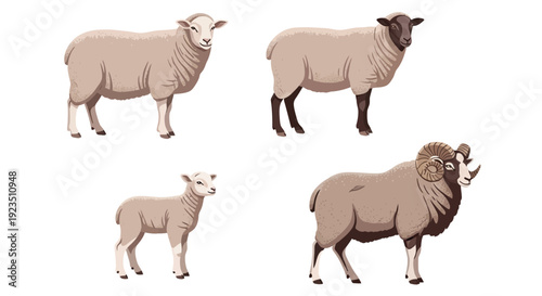 Collection of various sheep breeds including a lamb and a ram with impressive horns