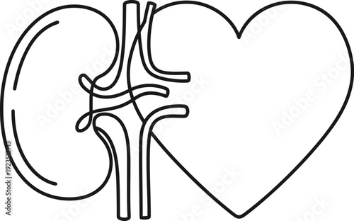Minimalist continuous line art icon symbolizing the vital connection and interdependence between the human heart and kidney organs for healthcare concepts
