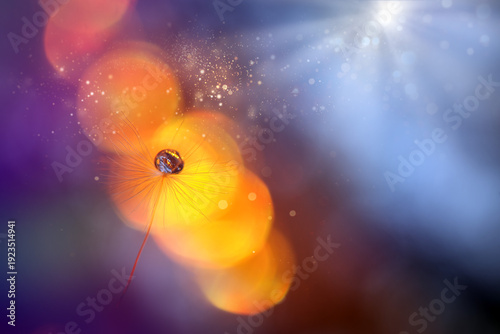 Beautiful water drop on dandelion flower seed in sunlight . Macroart
