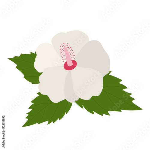 White hibiscus flower isolated on white background, tropical exotic plant flat vector illustration, icon.