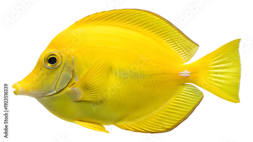 Bright yellow cartoon fish isolated on transparent background