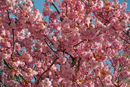 Wallpaper Mural Cherry blossoms (Prunus serrulata Lindl.) Against a blue sky. Spring Torontodigital.ca