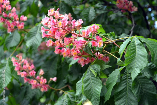 Wallpaper Mural Inflorescences of horse chestnut meat-red (Aesculus × carnea Zeyh.). Close-up Torontodigital.ca