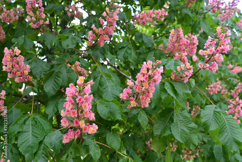 Wallpaper Mural Flowering horse chestnut meat red (Aesculus × carnea Zeyh.). Background Torontodigital.ca