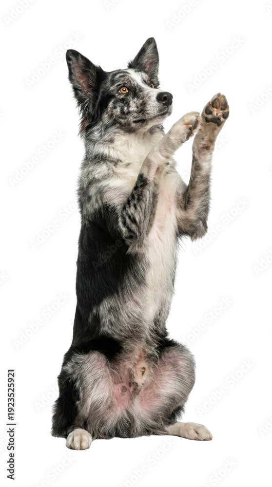 Fototapeta premium Merle Border Collie dog sitting up and begging with paws raised, isolated on white background