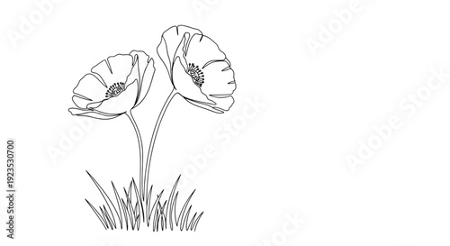Graceful line drawing of three poppy flowers standing in a field