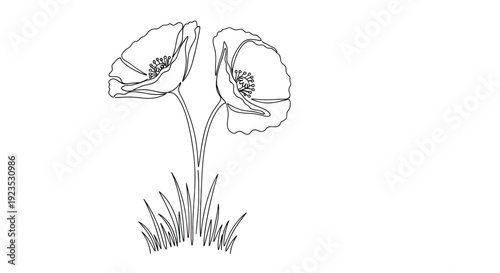 Two delicate poppies blooming in a simple sketch with grassy stems
