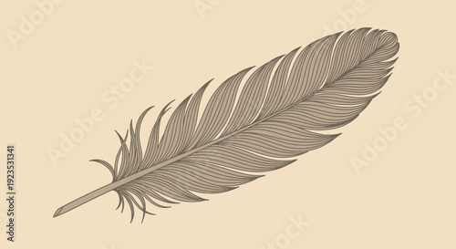 Single Isolated Feather Illustration.