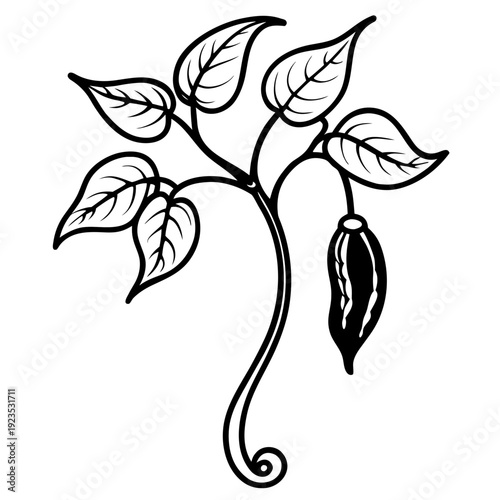 Artistic white sketch of a flowering plant stem with multiple leaves