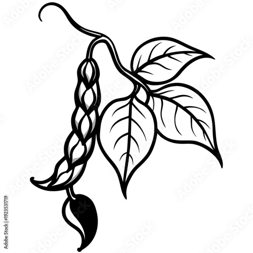White outline drawing of a bean pod with leaves, detailed illustration