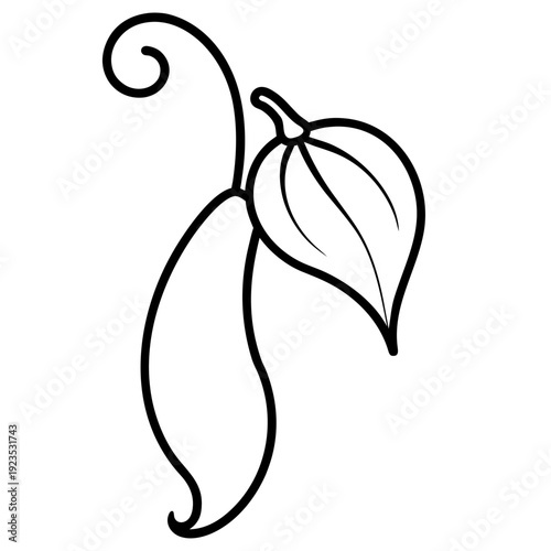Elegant white outline of a flower bud and a detached pod on black background
