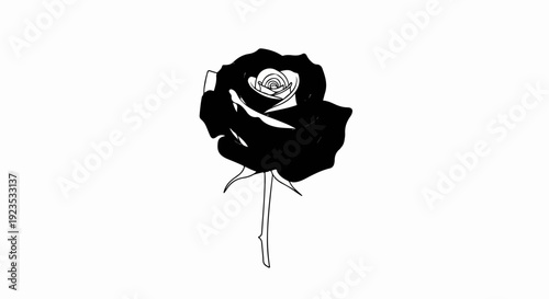 A stark black rose stands alone, its petals unfurled against a white backdrop