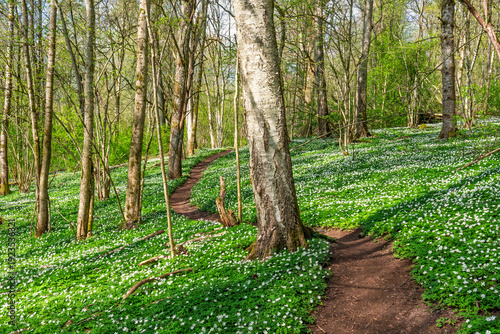 Sunny spring day on a path with flowering wildflowers in a deciduous forest