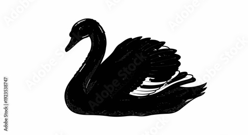 A stylized, black and white ink drawing of a black swan with its wings partially spread