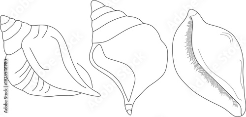 Set of three seashell illustrations in minimalist style