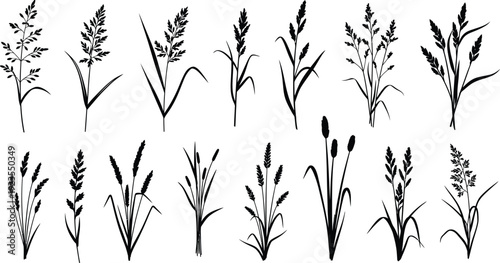 Collection of various wild grass and cereal plant silhouettes ideal for nature decoration and botanical design elements in black and white vector art.