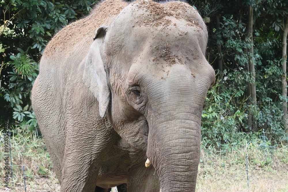 Fototapeta premium インドゾウ