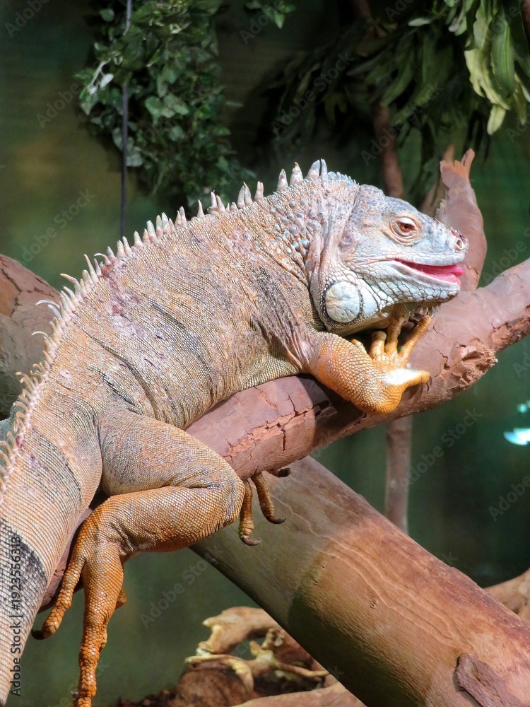 Obraz premium Iguane