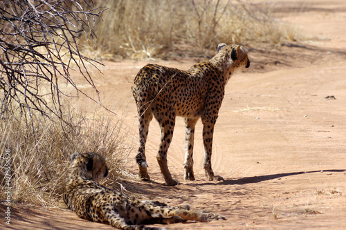 Guépard en Namibie 