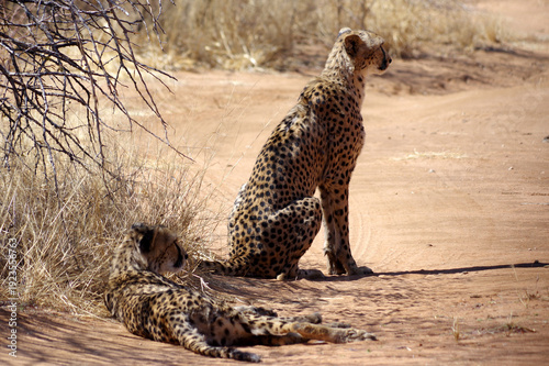 Guépard en Namibie 