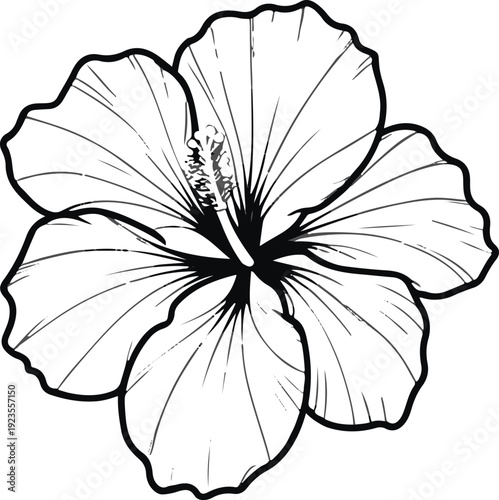 Minimalist natural floral vector sticker of hibiscus flower, bold black thick clean outline, pure white background 2