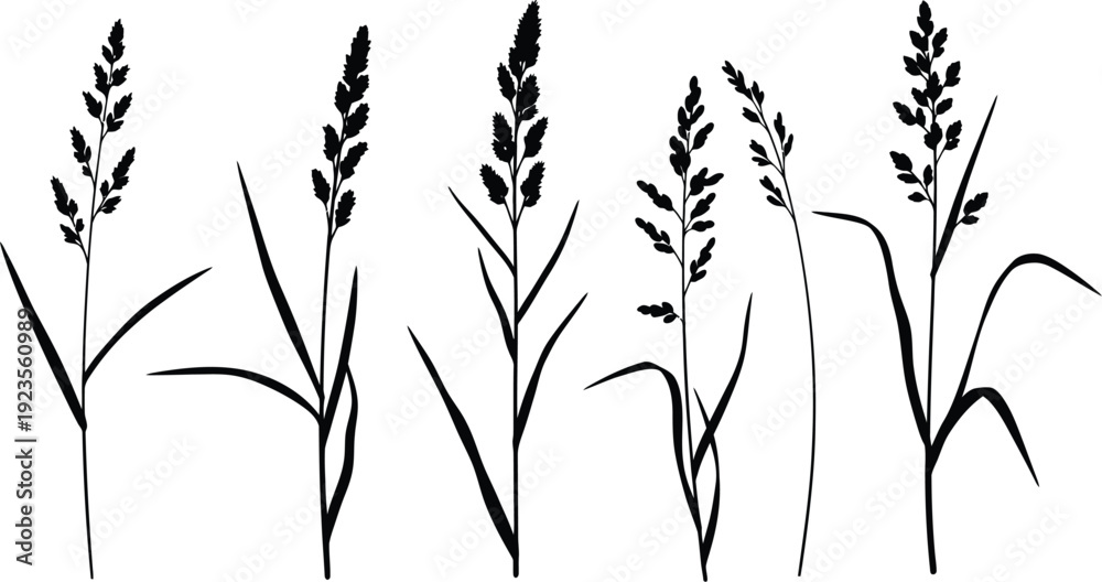 Obraz premium Collection of five distinct black silhouette illustrations representing various types of wild grass seed heads isolated on a white background for graphic design projects