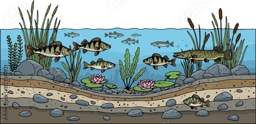 Freshwater Lake Fish Habitat Isolated Transparent Background Flat 2D Vector