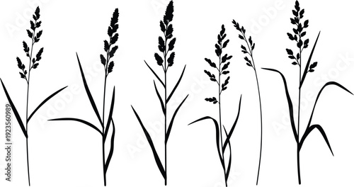 Collection of five distinct black silhouette illustrations representing various types of wild grass seed heads isolated on a white background for graphic design projects