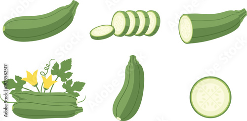 Fresh Zucchini Collection Vector Illustration Set with Whole and Sliced Courgette Isolated on White Background for Organic Vegetable Food Design