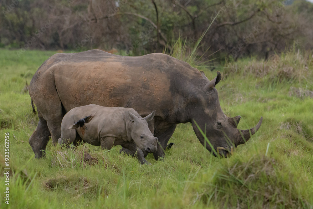 Obraz premium White rhinoceros (Ceratotherium simum) with calf in natural habitat, South Africa