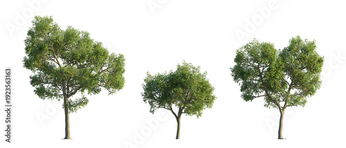 oak tree (quercus robur, pedunculate oak, english oak) isolated PNG on a transparent background premium nature cutout