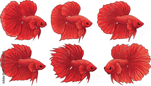 Red Betta Fish Collection Vector Illustration Set with Flowing Fins Isolated on White Background for Aquarium and Pet Design