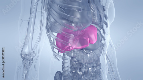 A Detailed 3D Depiction Of The Liver Of A Human Male