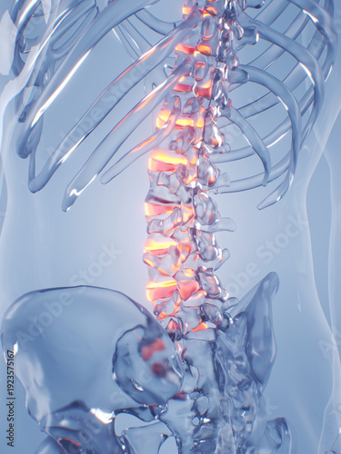 A Detailed 3D Depiction Of The Intervertebral Discs Of A Human Male