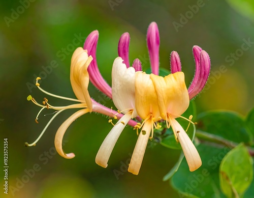 Vibrant honeysuckle blooms with delicate pink and cream petals against a soft, blurred green background