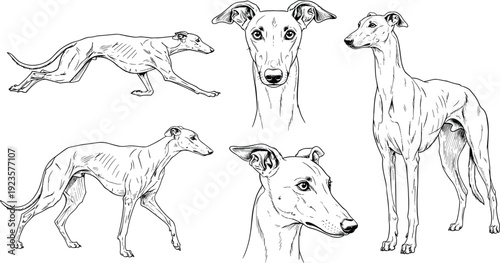 Hand-drawn vector illustration set of Greyhound dogs featuring various poses like running, standing, and portrait views of the head in detailed black and white line art isolated on white background.