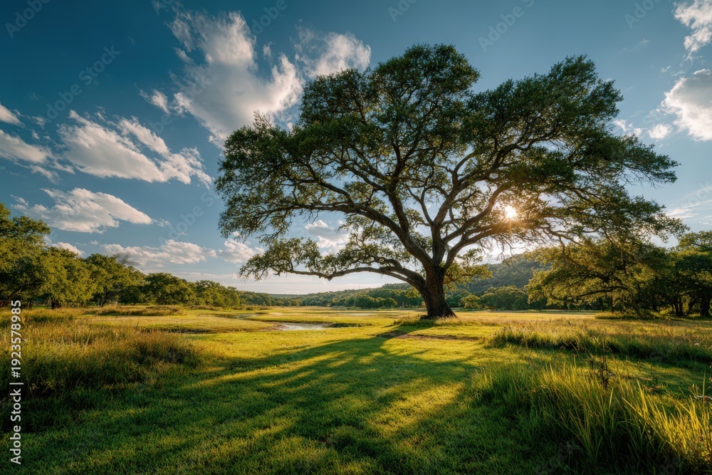 Obraz premium Large oak tree with sprawling branches casting shadows on green grass under a bright blue sky with fluffy clouds in a serene landscape setting