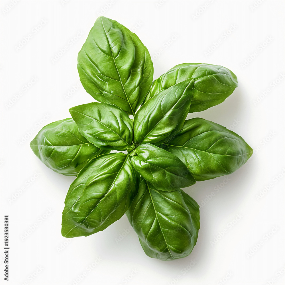 Fototapeta premium Fresh basil leaves isolated on white background