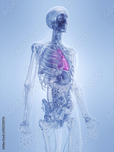 A Detailed 3D Depiction Of The Heart Of A Human Male