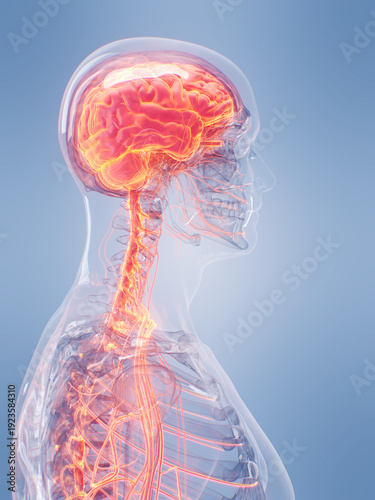 A Detailed 3D Depiction Of The Nervous System Of A Human Male