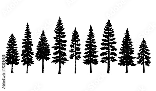 Vintage Engraved Pine Tree Vector Set for Logo Emblem and Poster Design