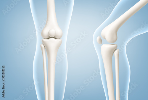 Human knee joint anatomy models showing straight and bent. Knee joint bones in the transparent human body. Medical or healthcare concept. Vector illustration